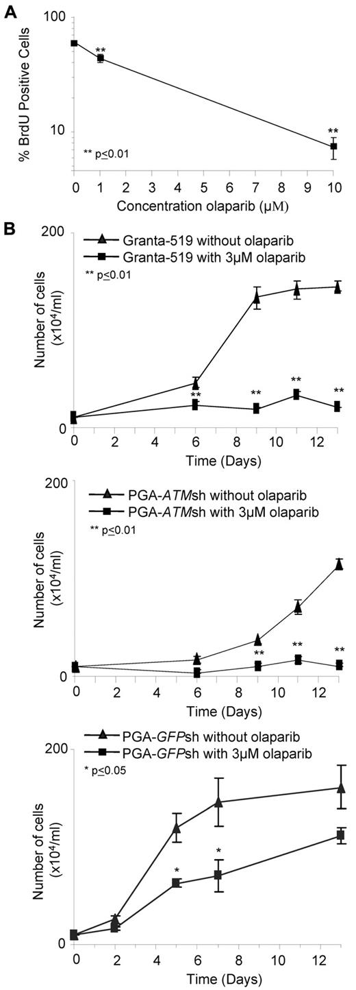 Figure 3. Olaparib targets proliferating lymphoid cells. (A) Percentage of BrdU-positive cells significantly decreases 7 days after exposure to increasing doses of olaparib in Granta-519 cells. (B) Effect of continued olaparib exposure on proliferation of ATM null cells. After 7 days exposure to 3μM olaparib, Granta519 (top), PGA-ATMsh (middle), and PGA-GFPsh (bottom), cells were reseeded at a low number and then continuously exposed to either 0μM or 3μM olaparib for an additional 2 weeks.
