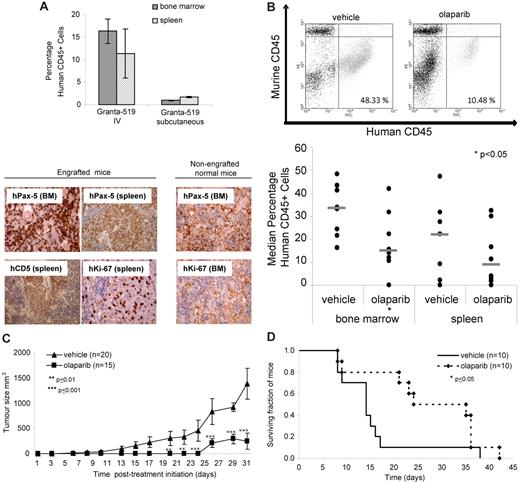 Figure 5. Olaparib impedes growth of ATM mutant tumor cells in vivo and lengthens survival in a Granta-519 murine xenograft model. (A) Engraftment of a human tumor cell line in bone marrow and spleen of representative mice before treatment. Engraftment was demonstrated 14 days after intravenous injection or 5 days after subcutaneous injection of 3 × 106 Granta-519 cells/animal by FACS assessment of the percentage of human CD45+cells (top) and by immunohistochemistry using anti–human antibodies for B-cell lineage (CD5 and Pax5) and proliferating cells (Ki-67; bottom) in the spleen and bone marrow of mice (shown either at original magnification ×20 or ×40). Brown color indicates positive immunostaining. Organs from non-engrafted mice did not show nuclear staining for either hKi-67 or hPax5. (B) Effect of olaparib exposure on tumor burden in Granta-519–engrafted NOD/SCID mice. Representative FACS dot plots showing percentage of human CD45+ cells in murine bone marrow after treatment with olaparib or vehicle alone (top) and median percentage of human CD45+ cells in the bone marrow and spleen of mice intravenously injected with Granta-519 cells after 5 weeks treatment with olaparib (n = 8) or vehicle alone (n = 8; bottom). (C) Effect of olaparib treatment on size of subcutaneous tumors generated by localized Granta-519 injection (n = 15) compared with vehicle alone (n = 20). (D) Impact of olaparib treatment on overall survival of mice engrafted with Granta-519 cells (n = 10) compared with vehicle alone (n = 10).