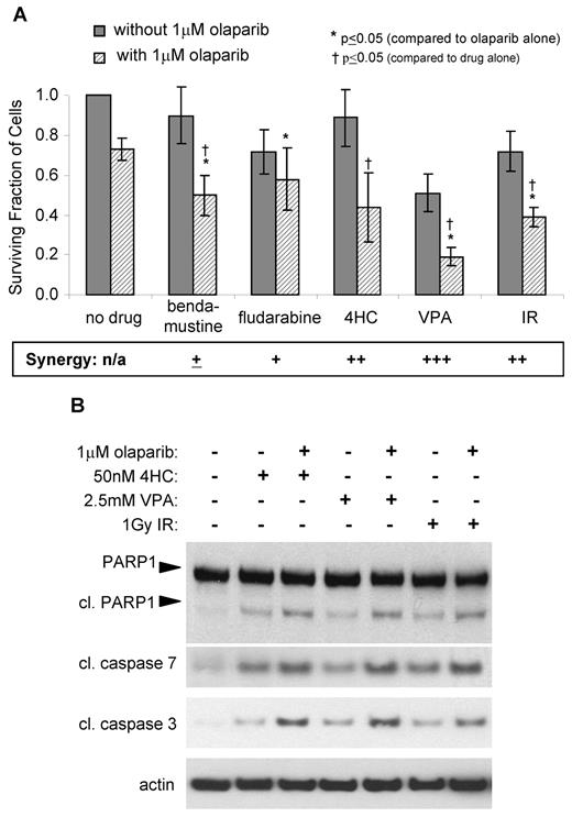 Figure 6. Pretreatment with olaparib sensitizes ATM null cells to cytotoxic agents. (A) Effect of 1μM olaparib on killing by 12.5μM bendamustine, 0.1μM fludarabine, 0.1μM 4HC, 5mM VPA, and 1 Gy IR in ATM mutant Granta-519 cells. Synergistic effects (see supplemental Table 2) for the given doses are shown below the graph (+++ synergism; ++ moderate synergism; + slight synergism; ± nearly additive). (B) Western blot analysis of Granta-519 cells showing an increased cleavage of PARP1, caspase 7, and caspase 3 after combined olaparib plus 4HC, VPA, or IR treatment compared with treatment with 4HC, VPA, or IR alone. Actin shows equal loading.