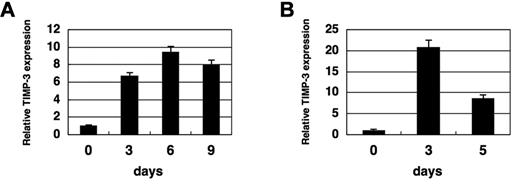 Figure 1. Myelosuppression induces TIMP-3 in the bone marrow. (A) Induction of TIMP-3 by BM suppression. Mice (C57BL/6) were intraperitoneally injected with 150 mg/kg of 5-FU, and BM mononuclear cells (BMMNCs) were harvested at the indicated time points. RNA was extracted and examined for the expressions of TIMP-3 by Q-RT-PCR. Data were normalized and analyzed by comparative CT method and shown as relative values to day 0. Data are mean ± standard deviation (SD) (n = 3). (B) Induction of TIMP-3 by irradiation. Mice were treated with lethal irradiation (950 R), and BMMNCs were harvested at the indicated time points. The expression of TIMP-3 was examined by Q-RT-PCR. Data were normalized and analyzed by comparative CT method and shown as relative values to day 0. Data are mean ± SD (n = 3).