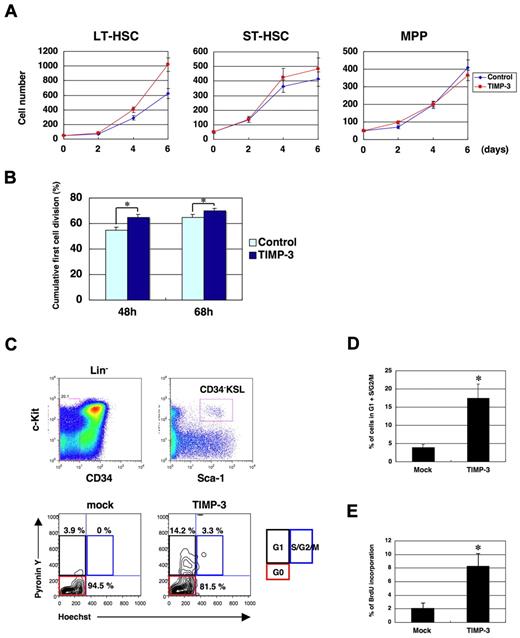 Figure 3. TIMP-3 facilitates cell-cycle entry of quiescent HSCs. (A) TIMP-3 stimulates proliferation of LT-HSCs (CD34−KSL Flt3−) but not ST-HSCs (CD34+KSL Flt3−) or MPPs (CD34+KSL Flt3+). Fifty cells/well for each fraction were sorted into a 96-well plate and cultured as described in the Methods. Cell numbers were counted at the indicated time points and plotted onto the graphs (n = 3, mean ± SD). (B) Enhanced rate of the first cell division of CD34−KSL cells in the presence of TIMP-3. CD34−KSL cells were clonally sorted into a 96-well plate; the cell number for each well was counted at 48 and 68 hours after FACS sorting. Percentage of the wells containing 2 or more cells was plotted on the graph (n = 3, mean ± SD). *P < .05. (C-D) TIMP-3 recruits quiescent HSCs into the cell cycle. Mice were injected with TIMP-3 expression plasmids through tail veins by hydrodynamic delivery. (C) After 3 days of injection, BM cells were harvested and examined for the cell-cycle status of CD34−KSL cells, as described in the Methods (D) The percentage of cycling cells (G1 + S/G2/M) was plotted on the graph (n = 3, mean ± SD). *P < .05. (E) TIMP-3 induces DNA synthesis in HSCs. Mice were injected with TIMP-3 expression vector through tail veins by hydrodynamic delivery. After 3 days of injection, mice were injected intraperitoneally with 2 mg of BrdU. BM cells were harvested at day 4 and examined for incorporation of BrdU in CD34−KSL cells. Percentages of cells that have incorporated BrdU are shown (n = 3, mean ± SD). *P < .05.