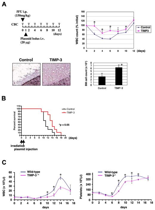 Figure 5. TIMP-3 facilitates hematopoietic recovery from BM suppression in vivo. (A) Mice (n = 4 for each group) were injected with 5-FU intraperitoneally on day 0 and then with TIMP-3 expression plasmids through tail veins by hydrodynamic delivery on day 1. (Top left) Experimental schedule. (Top right) Graphs for white blood cell (WBC) counts (initial counts at day 0 are regarded as 100% for each animal). Data are mean ± standard error (SE). *P < .05. (Bottom left) Bone marrow cellularity of animals injected with control or TIMP-3 plasmids (day 4). Hematoxylin staining. Original magnification ×200. (Bottom right) Total number of BM cells (from both femurs) at day 4 was counted and shown (mean ± SE, n = 3, *P < .05). (B) Survival curves of irradiated (900 R) mice treated with TIMP-3. Mice were injected with control or TIMP-3 plasmids 24 hours after irradiation. The curves are statistically different (n = 9 per group, P < .05 by log-rank test). (C) Impaired BM recovery of TIMP-3 deficient mice (TIMP-3−/−). TIMP-3−/− mice and the wild-type littermate controls were treated with 5FU (150 mg/kg, intraperitoneally). White blood cell and platelet counts were monitored at the indicated time points. Data are mean ± SE (n = 5 for wild-type and n = 3 for TIMP-3−/−, *P < .05).