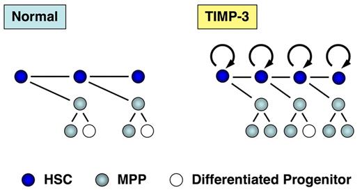 Figure 6. Effects of TIMP-3 on HSCs and MPPs. TIMP-3 stimulates cell-cycle progression of HSCs and thus promotes production of MPPs. TIMP-3 does not affect proliferation of MPPs. In addition, TIMP-3 acts to preserve multilineage differentiation potential of HSC progenies.