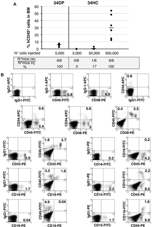Figure 6. Long-term hematopoietic reconstitution of NOD/SCID mice by EL 34DP cells and 34 HCs. (A) Samples of 5000 34DP cells, and 5000, 50 000, and 500 000 34HCs sorted from 7.0- to 8.4-week-old human EL cells were injected into sublethally irradiated NOD/SCID mice, and mice were tested for the presence of human CD45+ cells in their BM 4 months after transplantation. Each dot represents the level of reconstitution of individual mouse. Median of reconstitution is reported (black lines). (B) Flow cytometric analysis of NOD/SCID recipient mouse BM 4 months after transplantation of 5000 34DP cells sorted from a 7-week-old human EL. 34DP cells demonstrated multilineage engraftment with an atypical proportion of B-lymphoid and myeloid cells as assessed by triple-staining with human specific mAbs to CD45, CD34, and CD38 and double-staining with human specific mAbs to CD45 and either myeloid (CD33, CD15, CD11b, CD16), B-lymphoid (CD19), or NK (CD94) cells. In addition, a significant fraction of primitive CD34+CD38low and mature CD34+CD38+ human progenitors were still found in the BM of the injected mouse. Numbers indicate percentages of positive cells in the corresponding quadrants. Data are representative of 3 independent experiments performed on 7.0- to 8.4-week-old EL cells.