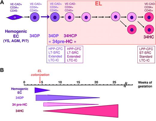 Figure 7. HP/HSC hierarchy defined by VE-cadherin in the human EL. (A) During human embryonic development, different waves of VE-cadherin+CD34+CD45− hemogenic ECs are produced in the YS, AGM, and potentially in the placenta (Pl). These hemogenic ECs give rise to VE-cadherin+CD34+CD45+ 34DP cells that migrate to the EL. Very quickly after EL colonization, VE-cadherin is lost in the progeny of 34DP cells. This progeny (34HCP) is composed of VE-cadherin−CD34+CD45+ cells that display in vitro high proliferation, self-renewal and extended LTC-IC capacity, as well as LT-SRC ability in vivo, and could represent 34pre-HC cells. Eventually, 34HCP cells will end up giving rise to the classical VE-cadherin−CD34+CD45+ 34HCs, endowed with in vitro low proliferating, self-renewal, and standard LTC-IC capacity, as well as ST-SRC ability in vivo. (B) Schematic representation of the transitions of the various HCs populations in the human EL during development. LT-SRC, long-term SCID repopulating cells; ST-SRC, short-term SCID repopulating cells.