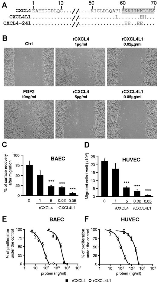 Figure 1. Functional characterization of recombinants rCXCL4 and rCXCL4L1 in vitro. (A) Alignment of CXCL4, CXCL4L1 and CXCL4-241 amino acid sequences. The fully conserved (.) and substituted residues were indicated. α-helix (gray shade) of CXCL4 is represented. The alignment was constructed using ClustalW. (B) In vitro endothelial cell migration assay using the scratch assay. BAECs were stimulated with FGF2 (10 ng/mL) in the presence or absence of rCXCL4L1 (0.02 and 0.05 μg/mL) or rCXCL4 (1 and 5 μg/mL). (C) Quantification of the scratch assay results (n = 6). (D) In vitro endothelial cell migration assay using Boyden chambers. In comparison, the effect of CXCL4L1 or CXCL4 on endothelial cell migration was also tested on HUVECs (n = 6). (E-F) In vitro endothelial cell proliferation using MTT assay. BAECs and HUVECs were stimulated with FGF2 (10 ng/mL) in presence or absence of various concentrations of rCXCL4 or rCXCL4L1 and cell proliferation was determined.