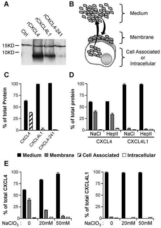 Figure 3. In vitro association properties of CXCL4 and CXCL4L1 to GAGs sulfated membranes. (A) Western blot with Mab-L4 antibody, which neither discriminates between CXCL4, CXCL4L1, or CXCL4-241, of membrane fractions of cells treated with 1 μg/mL recombinant proteins. (B) Schematic representation of membrane retention or diffusion of secreted protein after transfection. (C) CXCL4-ELISA assay on the different fractions of transfected HEK293T cells. CXCL4, CXCL4L1, and CXCL4-241 released in the medium (1) or remaining cell-associated (2), were quantified. (D) Distribution of CXCL4 and CXCL4L1 in medium and the membrane bound or intracellular fraction. Membrane-bound chemokines were collected with high salt (NaCl) or heparinase II (Hep II) treatment. (E) Membrane binding of CXCL4 and CXCL4L1 in cells treated or not with sodium chlorate (NaClO3). Results are represented as percent of total proteins expressed.