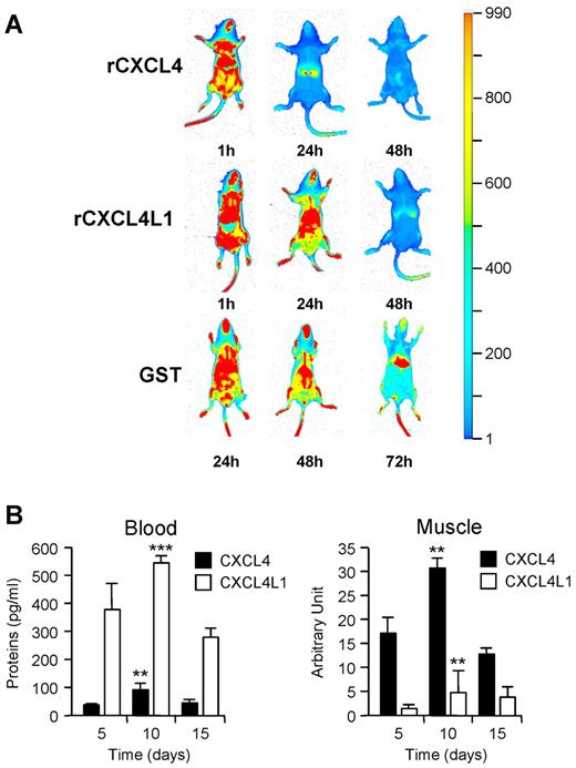 Figure 4. In vivo diffusion of CXCL4 and CXCL4L1. (A) Injection of rCXCL4, rCXCL4L1, or GST labeled with IRDye800CW in RAG-γ/c mice (n = 6). Biodistribution was monitored with IR signal at 1, 24, and 48 hours after injection. GST was still detected at 72 hours, whereas CXCL4 and CXCL4L1 were completely cleared from the mice. (B) In vivo diffusion of human CXCL4 and CXCL4L1 expressed in mice using electrotransfer in the tibialis anterior muscle (n = 6). Plasma levels were determined using a human CXCL4-ELISA (left panel) specific for human chemokines. No signal was detected in controls (mouse tissue). Expression of human CXCL4 and CXCL4L1 in the tibialis anterior muscle was also detected by Western blot using Mab-L4 (right panel). The graphs represent the densitometric analysis. No signal was observed for control mice electrotransfered with the empty vector.