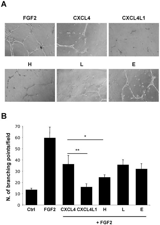 Figure 6. Histidine 67 is critical for inhibiting the FGF2-induced capillary tube formation of HUVECs by CXCL4L1. (A) Representative images of HUVECs on Matrigel stimuled with FGF2 and in the presence or not of the indicated chemokine. (B) Quantitative analysis of the experiments shown in panel A obtained by counting the number of branching points from 4 fields.