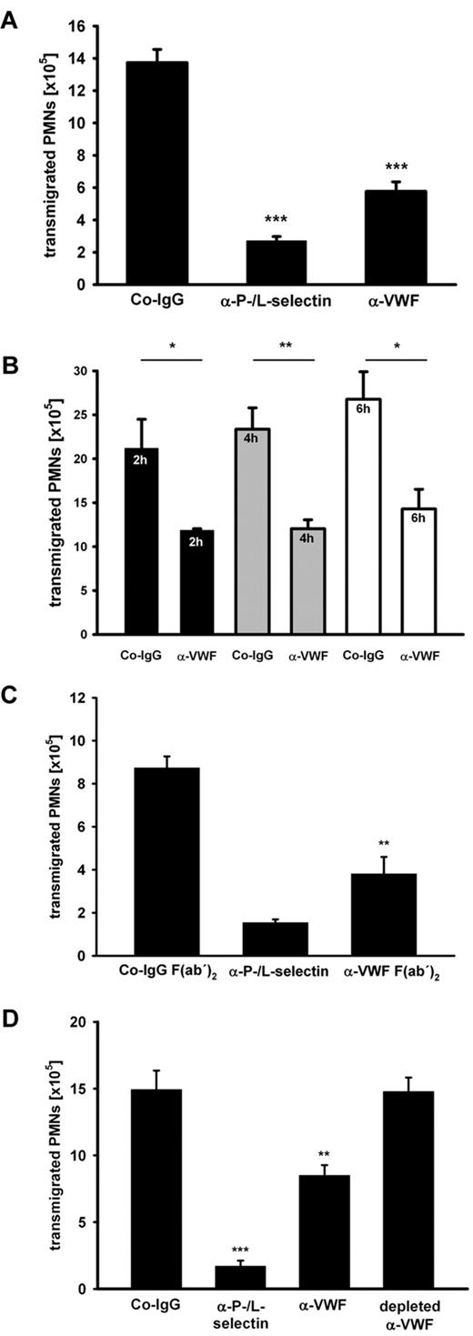 Figure 1. Antibodies against VWF inhibit PMN recruitment to the inflamed peritoneum. (A) Mice were treated with either control rabbit IgG (Co-IgG), anti-P- and L-selectin antibodies, or rabbit anti-VWF antibodies (5 mice per group). Upon antibody injection peritonitis was induced by i.p. application of thioglycollate. After 2 hours, PMNs were collected and counted. (B) Mice were injected with Co-IgG or anti-VWF antibodies (4 mice per group) as indicated. Peritonitis was induced as mentioned in panel A, and transmigrated PMNs were analyzed after 2 hours (black bars), 4 hours (gray bars), and 6 hours (white bars). (C) Mice were either treated with Co-IgG F(ab′)2, anti-P- and L-selectin antibody, or anti-VWF F(ab′)2 (3 mice per group). Peritonitis was induced and analyzed as indicated in panel A. (D) Peritonitis assays were performed as indicated in panel A with an additional group where the anti-VWF antibody was depleted of VWF-reactivity with immobilized recombinant VWF protein (4 mice per group). Error bars show SEM values. *P ≤ .05; **P ≤ .01; ***P ≤ .001. Representative analyses from 10 experiments (A), 2 experiments (B-C), and 1 experiment (D) are shown.