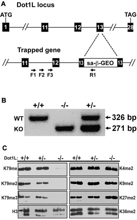 Figure 1. Generation of mice with mutant Dot1L alleles. (A) Schematic representation of the gene trap construct used to generate the mutant Dot1L alleles (KO). The numbered boxes represent exons of the Dot1L gene. Arrows represent PCR primers used to amplify DNA from ES cells to identify the exact point of insertion of the gene trap. (B) PCR genotyping with the use of DNA from embryos generated by interbreeding heterozygous Dot1L mutant mice. PCR primers were generated that distinguished WT and KO alleles. As expected, both alleles were detected in heterozygous embryos (lane 3). (C) Absence of H3K79 methylation in MEFs from Dot1L−/− embryos. MEFs were derived from E10.5 embryos and either serum-starved for 24 hours (left bands) or treated overnight with 20% FCS (right bands). Histones were acid-extracted from cells, and proteins were resolved by sodium dodecyl sulfate–polyacrylamide gel electrophoresis. Blots were probed with antibodies against histone H3 lysine 79 mono- (H3K79me), di- (H3K79me2), and tri-methylation (H3K79me3). Other antibodies against histone H3 modifications were used to probe the blot: unmodified histone H3 (H3), dimethylated lysine 4 (H3K4me2), dimethylated lysine 9 (H3K9me2), dimethylated lysine 27 (H3K27me2), and lysine 36 (H3K36me2).