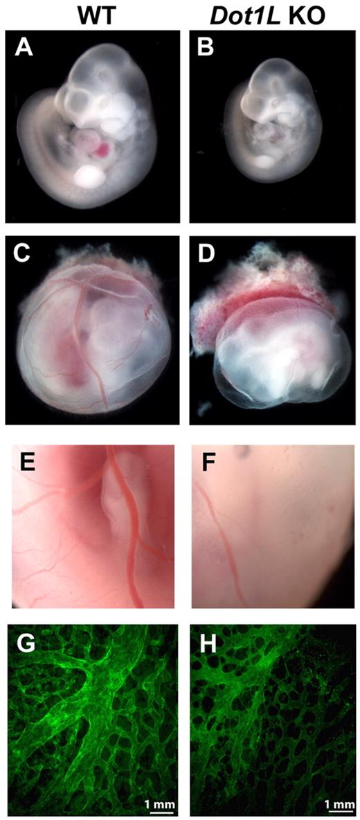 Figure 2. Defects in hematopoiesis and vascular development in Dot1L KO embryos. (A-B) Representative pictures of WT (A) and Dot1L KO (B) embryos at E10.5, showing reduced embryo size as well as significant anemia in the Dot1L KO embryos. Note the overall pale appearance of the KO embryo. (C-D) Representative pictures of whole-mount WT (C) and Dot1L KO (D) embryos with surrounding yolk sac show that yolk sacs from Dot1L KO contain less blood and exhibit a reduction in the number of vessels compared with those from WT. (A-D) Embryos were viewed with the use of a NIKON SMZ800 stereo microscope with Plan 1× objective lenses (total 10×), and images were taken with a LEICA DFC480 camera with the use of Leica Firecam software at room temperature. (E-F) Representative enlarged pictures (20×) show that blood vessels in KO yolk sacs exhibit abnormal caliber and contain less blood compared with WT. (G-H) Representative immunofluorescence confocal images of E10.5 yolk sacs stained with anti-CD31 show a mild defect in vascular remodeling in the Dot1L KO embryos (H). Pictures are representative of 7-10 individual embryos. Pictures were viewed with an Olympus 1 × 71 microscope with 10× UPLANF1 objective lens, and images were taken by Olympus DP71 camera with the use of Olympus DP71 controller software. The fluorochrome was fluorescein isothiocyanate.