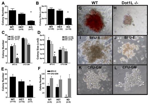 Figure 3. Loss of DOT1L results in the impairment of both primitive and definitive yolk sac erythropoiesis. (A-B) Identical numbers of dissociated E8.5 yolk sac cells were cultured for 7 days in media specifically supporting the growth of primitive erythroid colonies. Colonies were counted (A) and sizes were measured (B) with ImageJ software (National Institutes of Health). (C-D) Identical numbers of dissociated E10.5 yolk sac cells were cultured in methylcellulose growth medium, which supports both erythroid and granulocyte-macrophage progenitors. Colonies were scored and counted (C) after 10-12 days in culture. (D) The areas of multiple, single BFU-E and CFU-GM colonies were measured to estimate colony size with ImageJ software (National Institutes of Health). (E) Identical numbers of dissociated E10.5 yolk sac cells were plated in methylcellulose medium, which only supports the growth of erythroid progenitors (erythroid CFUs and mature BFU-Es). Colonies were identified and counted after 3 days of culture. (F) C-kit+ cells were isolated from individual yolk sacs by sorting. Identical numbers from each genotype were cultured in methylcellulose medium supporting both erythroid and myeloid lineages for 10 days. Total erythroid (BFU-E) and myeloid (CFU-GM) colonies were counted. (G-L) Representative images of primitive erythroid (G-H), BFU-E (I,J), and CFU-GM (K-L) colonies showing size and appearance differences between WT (G,I,K) and Dot1L KO (H,J,L). (G-H) Derived from experiments described in Figure 3A and B. (I-L) From the experiment described in Figure 3C and D. Cultures were viewed with a NIKON ECLIPSE TS100 microscope equipped with 10×-20× phase contrast, numerical aperture 1.2 objective lens. Images were taken with a LEICA DFC480 camera with the use of Leica Firecam software at room temperature. *Average number (A,C,E) and size (B,D,F) of KO colonies were significantly different from WT and heterozygotes (P < .01, t test). Error bars represent standard errors within each group.