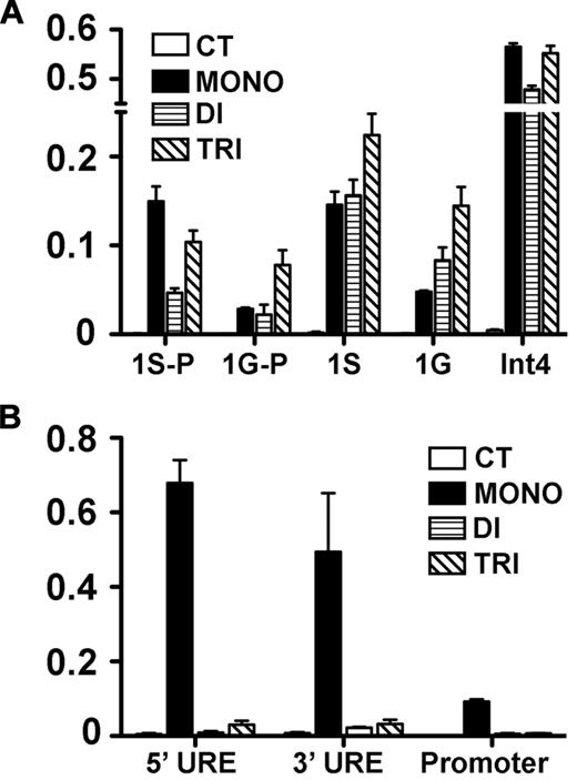 Figure 6. H3K79 methylation in the Gata2 and Pu1/Sfpi1 loci. ChIP was performed on chromatin from the G1E cell line to assess H3K79 mono-, di-, and tri-methylation of promoter and regulatory sites of Gata2 and Pu1/Sfi1 loci in G1E cells. At the Gata2 locus (A), which is actively transcribed, the 1S and 1G promoters (1S-P, 1G-P) and the first exon following each promoter (1S, 1G), as well as a regulatory element in intron4 (Int4), were examined. At the silenced Pu1/Sfi1 locus (B), we examined 2 upstream regulatory elements (UREs), 5′URE and 3′URE, as well as the promoter region. The data represent the mean of 3 independent experiments.