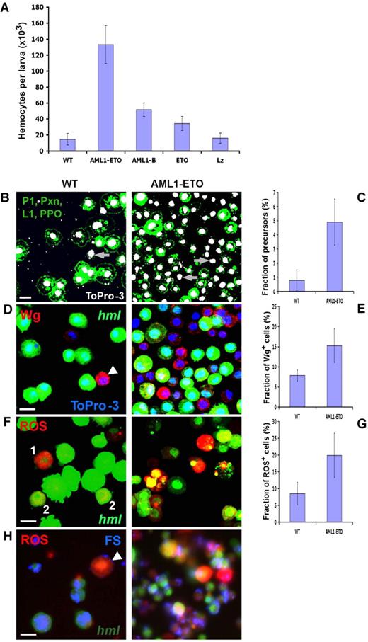 Figure 1. AML1-ETO induces generation of ROS+, Wg+ hemocyte precursors, and increased proliferation of hemocytes in larval circulation. (A) AML1-ETO, AML1, ETO, and Lz were expressed under control of the hemocyte specific driver hmlΔ-Gal4, using Gal4/UAS system. Hemocytes from 3rd instar larva were extracted and counted for each genotype. hmlΔ-Gal4,UAS-GFP heterozygous were used as wild-type control (WT). AML1-ETO causes a robust increase in the number of hemocytes in larval circulation compared with wild-type and overexpression of the other proteins. (B) Hemocyte precursors, identified as cells that do not express maturation markers: P1, Pxn, PPO, and L1 (all green) are rarely seen in wild-type (rare examples shown by arrow), but are significantly elevated upon AML1-ETO expression (arrows). (C) Quantitation of the data in panel B (n = 10, P < .001). (D) Wg is highly expressed in rare precursor cells that are hml negative (arrowhead) in circulation of wild-type larvae (WT). Number of Wg+ hemocytes is significantly increased in AML1-ETO mutant background. (E) Quantitation of the data in panel D (n = 10, P < .001). (F) ROS is expressed in hmllow(1) and rarely at low levels in some hml+(2) hemocytes in circulation of wild-type larva (WT). Number of cells expressing high level of ROS is increased in mutant background (AML1-ETO). (G) Quantitation of the data in panel F (n = 10, P < .001). (H) ROS+ cells (indicated by arrowhead) in WT and AML1-ETO backgrounds fail to phagocytose FluoSpheres (FS, blue) microparticles, suggesting they are precursors. Hemocyte markers, ROS, ToPro-3, and microspheres dyes color-coded in left panels. Scale bars, 5 μm.