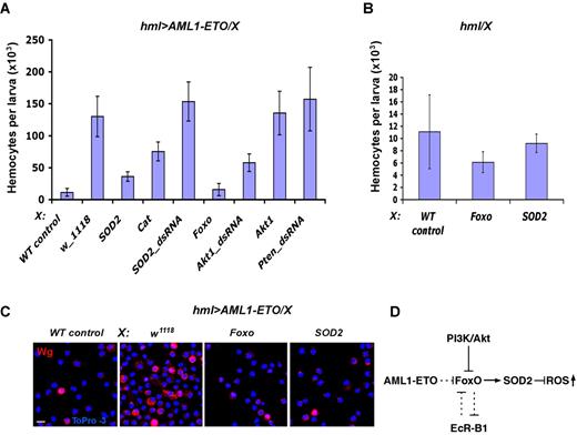 Figure 4. SOD2 activation by Foxo suppresses generation of AML1-ETO–induced precursors. (A) Activation of SOD2 or Catalase or Foxo, or inactivation of Akt1 causes suppression of AML1-ETO–mediated hemocyte proliferation. Corresponding UAS constructs (indicated on x-axis) were expressed in hemocytes expressing AML1-ETO (hmlΔ-Gal4,UAS-GFP;UAS-AML1-ETO: hml > AML1-ETO). Number of hemocytes in AML1-ETO mutant was significantly reduced by ectopic expression of Foxo, AktdsRNA, SOD2, or Catalase (n = 10, P < .001). Number of hemocytes in AML1-ETO mutant was not significantly affected by overexpression of Akt1, ptendsRNA, SOD2dsRNA. hmlΔ-Gal4,UAS-GFP heterozygous were used as wild-type control (WT control). (B) In a wild-type background, the number of hemocytes is not significantly affected by overexpression of SOD2 or Foxo with hmlΔ-Gal4,UAS-GFP. (C) Activation of SOD2 or Foxo causes significant reduction of Wg+ hemocyte precursors in AML1-ETO mutant. SOD2 or Foxo were expressed in hemocytes expressing AML1-ETO (hml > AML1-ETO). Scale bars, 5 μm. (D) A schematic diagram depicting the relationship between PI3K/Akt and EcR-B1 pathways in negative regulation of FoxO that is required for positive regulation of ROS-inactivating enzymes. We propose that AML1-ETO suppresses FoxO function, leading to an increase of ROS in hemocyte precursors.