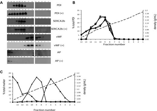 Figure 2. PDI distribution in resting and activated endothelial cells by gradient centrifugation. Organelles in a HUVEC lysate were separated by centrifugation on a Nycodenz density gradient. Percentages refer to percentage per fraction of total activity or antigen recovered in the 14 fractions of the gradient. The numbers 1-14 of the fractions are displayed on the x-axis. (A) Immunoblots of fractions 1-14 (higher to lower density, right to left) using the monoclonal PDI antibody, RL90, in fractions from unactivated (top panel, PDI) or thrombin-activated (second panel, PDI+) HUVECs. Middle and bottom panels show immunoblots for distribution of markers for endoplasmic reticulum, SERCA 2b; Weibel-Palade bodies, VWF; or plasma membrane, alkaline phosphatase, with (+) or without thrombin activation of cells. The numbers on the immunoblots refer to the density-gradient fractions. (B) The percentage per fraction of PDI antigen (—) or PDI enzymatic activity (- - -) are shown as the average of 2 experiments. The open circles (○) indicate fractions from unactivated HUVECs, while closed circles (•) show fractions from thrombin-activated HUVECs. The mean density of the fractions is indicated by the gray dashed line. (C). The average percentage per fraction from 2 experiments for markers, alkaline phosphatase (▴), SERCA2b (•), or VWF (■).
