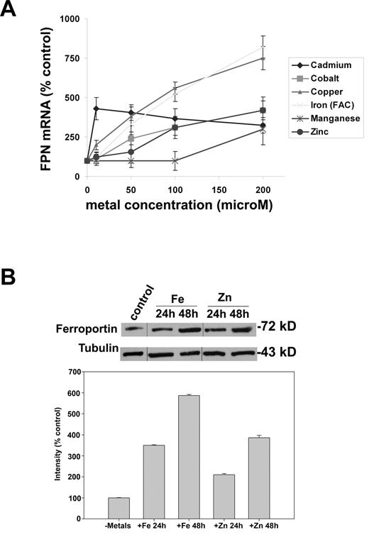 Figure 1. FPN1 mRNA increases upon exposure of cells to transition metals. (A) Cultured mouse bone marrow macrophages were exposed to serial concentrations of transition metals ranging from 0 to 200μM for 16 hours, total RNA was harvested and semi quantitative RT-PCR were performed for FPN1 and actin mRNA. For this and all other experiments, FPN1 mRNA or other specified mRNA were normalized to actin mRNA. (B) Cells as in A were exposed to 10μM iron or zinc for 24-48 hours, cells lysed in 0.15M NaCl/10mM tris-HCl pH 7.2/0.5mM EDTA/1% Triton X-100 plus protease inhibitors and 50 μg of protein run on sodium dodecyl sulfate-polyacrylamide gel electrophoresis. Samples were analyzed for Fpn by Western blot using a polyclonal rabbit antibody directed against Fpn followed by peroxidase conjugated goat anti–rabbit immunoglobulin G. To control for protein loading the blots were assayed for tubulin using a mouse anti-tubulin antibody followed by peroxidase conjugated goat anti–mouse immunoglobulin G. The righthand panel is a quantification of the Western blot. All experiments were performed a minimum of 3 times.