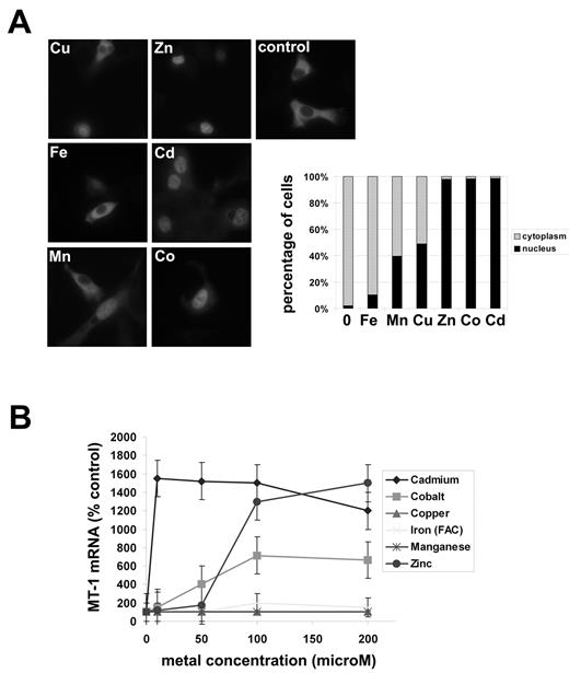 Figure 2. Zinc, cobalt, and cadmium induce MTF-1 translocation into the nucleus and increased MT-1 mRNA. (A) NIH3T3 cells were transfected with pcDNA-mouse-MTF-1-Flag. Two days later, the cells were exposed to the specified transition metals (100μM) for 2 hours. Cells were fixed and MTF1-Flag localization detected by indirect immunofluorescence as described in “Immunofluorescence and Microscopy.” The right hand panel is a quantification of the imaging where > 200 cells were examined for nuclear or cytosolic MTF-1-Flag. (B) Macrophages were exposed for 16 hours to serial concentrations of transition metals ranging from 0 to 200μM, total RNA was harvested and semiquantitative RT-PCR were performed for MT-1 and actin mRNA. All experiments were performed a minimum of 3 times.