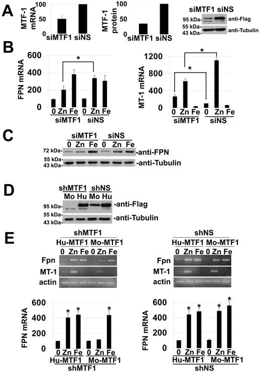 Figure 3. The transcription factor MTF-1 is required for zinc-induced increase in FPN1 transcription. (A) NIH3T3 cells transfected with pcDNA-mouse-MTF-1-Flag were incubated with nonspecific (siNS) or MTF-1 specific (si MTF1) oligonucleotides. Seventy-two hours after silencing, cells were lysed and MTF-1 mRNA analyzed (left panel) or MTF-1-Flag and tubulin levels determined by Western blot analysis (right panel). The middle panel is a quantification of the Western blot. (B) Macrophages incubated with nonspecific (siNS) or MTF-1 specific (siMTF1) oligonucleotides as in panel A for 48 hours were exposed to 100μM iron (FAC) or 50μM zinc overnight at 37°C. RNA was harvested and semi quantitative RT-PCR was performed for MTF-1, MT-1 and actin mRNA. The data were quantified and normalized to actin with 100% FPN1 or MT-1 mRNA representing the mRNA levels in the non specific (siNS) samples without iron or zinc. The data represent the average of 3 independent experiments. Asterisks in the figures with lines identify columns being compared and show a P value < .05 as determined by Student t test. (C) NIH3T3 cells treated as in panel B were lysed and Fpn and tubulin levels determined by Western blot analysis. (D) NIH3T3 cells expressing either mouse or human MTF1-Flag (Mo and Hu, respectively) were transfected with non specific shRNA (shNS) or sh-mouse MTF1 (shMTF1) containing vectors. Ninety-six hours after shRNA transfection cells were harvested, lysed as described in “Immunofluorescence and microscopy,” and the levels of MTF-1-Flag and tubulin determined by Western blot. (E) NIH3T3 were transfected with shMTF1 or shNS and 72 hours later with either pcDNA-human-MTF-1-Flag (Hu-MTF1) or pcDNA-mouse-MTF-1-Flag (Mo-MTF1). Cells were exposed to 100μM iron (FAC) or 50μM zinc overnight. RNA was harvested and semi quantitative RT-PCR were performed for FPN1, MT-1 and actin mRNA. Histograms show gel quantification of PCR band intensity for 3 independent experiments. Asterisks represent P values less than .05 as determined by Student t test.