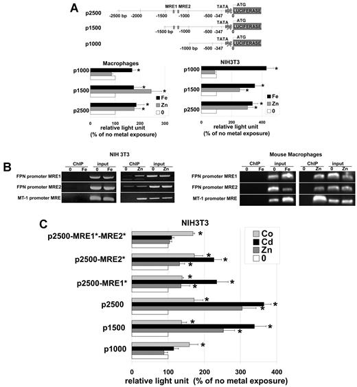 Figure 4. The role of MREs in the mouse FPN1 promoter. (A) Diagram of the mouse FPN1 promoter shows 2 putative MREs at positions −990 (tgcaccc) and −879 (tgcactc on the reverse strand) from the TATAA box. Plasmids were constructed containing portions of FPN1 promoter region in front of a Firefly luciferase reporter. The areas of the FPN1 promoter contained regions −2378, −1154, or −623 to the TATAA box lacking the IRE region (called p2500, p1500, p1000). Macrophages or NIH3T3 cells were transfected with p2500, p1500, and p1000 plasmids and subsequently treated with 100μM zinc or 100μM FAC. Cells were also transfected with a Renilla luciferase containing plasmid to control for transfection efficiency. Sixteen hours later, cells were assayed for luciferase activity. Data presented are expressed as percentage of Firefly luciferase light units that have been normalized using the Renilla luciferase. (B) Chromatin immunoprecipitations were performed on MTF-1-Flag expressing NIH3T3 cells exposed to zinc, iron or no metal using antibodies against Flag as described in “Chromatin immunoprecipitation.” (C) The putative MREs in the p2500 plasmid were mutagenized, the plasmid transfected into cells, and cells incubated with cobalt or cadmium and luciferase assayed after 16 hours. All experiments were performed a minimum of 3 times.