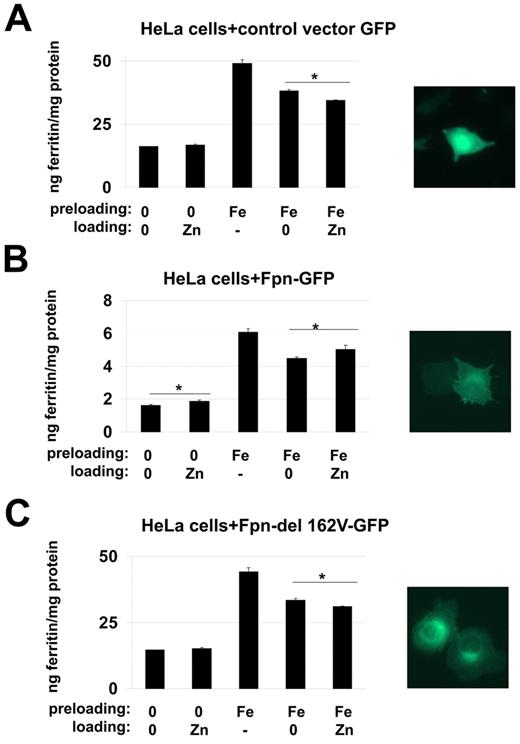 Figure 5. Fpn transports zinc. HeLa cells were transfected with (A) pCMVeGFP, (B) pCMVFpn-GFP or (C) pCMVFpn162V-GFP. Twenty-four hours after transfection, cells were incubated (preloading) without or with 100μM iron (FAC) for 16 hours (-). The cells were extensively washed and incubated (loading) without (0) or with 100μM zinc at 37°C for 6 hours. Cells were washed, lysed as described in “Immunofluorescence and microscopy,” and ferritin levels determined by ELISA. The asterisks represent P values less than .05 as determined by Student t test.