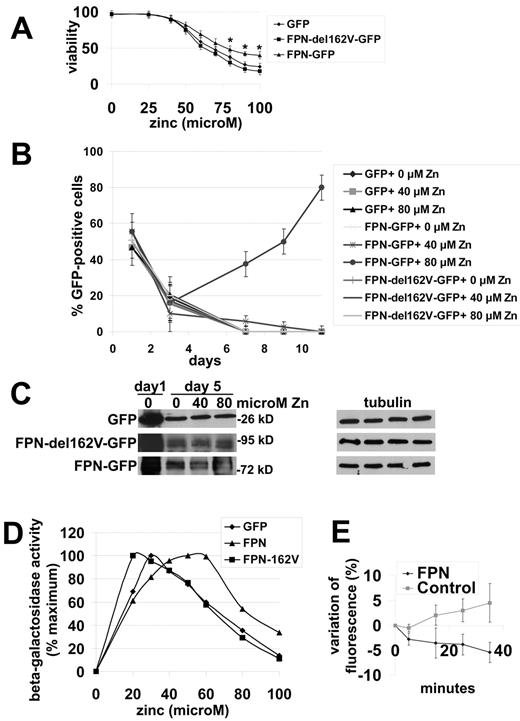 Figure 6. Fpn-GFP expression protects cells against zinc toxicity. (A) BHK 3286-8-8 cells were transfected with a plasmid expressing GFP, Fpn-GFP, or Fpn162V-GFP under the control of the CMV promoter. The day after transfection, cells were exposed to different concentrations of zinc for 24 hours and cell viability assessed by trypan blue exclusion. The data are expressed as percent viable. (B) Cells as in panel A were exposed to 0, 40, and 80μM zinc and the percentage of GFP positive cells were determined over time. The data are expressed as the percentage of GFP-positive cells. (C) Cells as in panel A were harvested at days 1 and 5, cells lysed, and GFP and tubulin levels assessed by Western blot analysis. (D) Cells as in panel A were exposed to different concentrations of zinc to induced MRE-b-galactosidase expression, cells harvested, and b-galactosidase activity measured. The data are expressed as the percentage maximum. (E) BHK 3286-8-8 cells were transfected with pCMV-Fpn-Flag or empty vector, exposed to 70μM zinc for 2 hours, extensively washed, incubated with 1μM FluoZin-3AM for 30 minutes, and extensively washed. FluoZin-3AM fluorescence was detected with a BioTek plate reader fluorimeter at 485/520 nm (excitation/emission) and the data are expressed as the percentage of variation in FluoZin fluorescence (F) over time with the initial FluoZin fluorescence in control and Fpn-Flag expressing cells at zero time (F0). All experiments were performed a minimum of 3 times.
