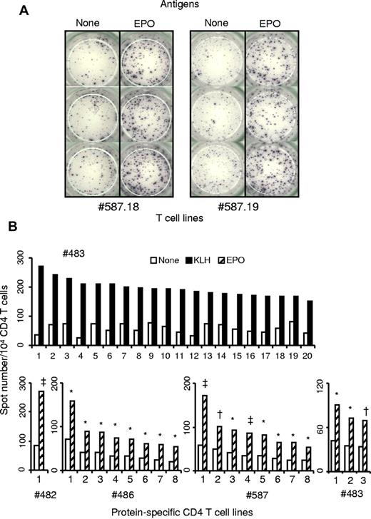 Figure 1. Specificity of protein-specific CD4 T-cell lines raised against KLH or human Epo. Expanded unsorted CD4 T cells were obtained after repeated weekly stimulations of CD4 T lymphocytes purified from healthy donors by autologous mature DCs loaded with KLH or Epo. Reactivity of all the CD4 T-cell lines was assessed by interferon-γ ELISpot assay in the presence and in absence of KLH or Epo. Briefly 104 CD4 T cells were incubated in triplicate with 5 × 103 autologous unloaded DCs or DCs loaded with the appropriate antigen. Spot staining was done after 24-hour incubation at 37°C. (A) Examples of ELISpot wells from 2 Epo-specific T-cell lines. (B) KLH-specific T-cell lines of donor #483 and Epo-specific T-cell lines derived in this study. *P < .05. †P < .005. ‡P < .0005.