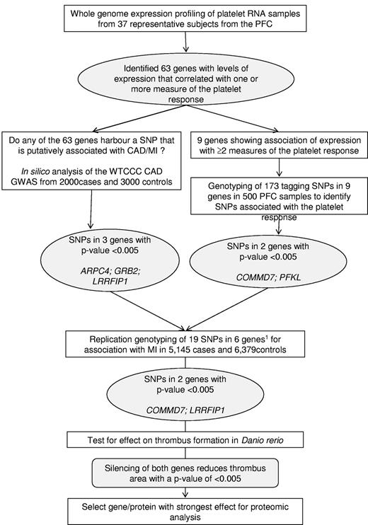 Figure 1. Schematic summarizing the overall study design. A stepwise approach was followed to select 6 genes for an association study in cases of MI and controls. The results of the association study prompted a study to determine the effect of the silencing of 2 genes on thrombus formation in D rerio. The protein encoded by the gene with the strongest effect on thrombus formation was selected for proteomics analysis in human platelets. PFC, Platelet Function Cohort; CAD, coronary artery disease; WTCCC, Wellcome Trust Case Control Consortium; GWAS, genome-wide association study; SNP, single-nucleotide polymorphism. Inclusion of the 6th gene (GTF2A2) was based on association of expression with all 4 measures of the platelet response and association.