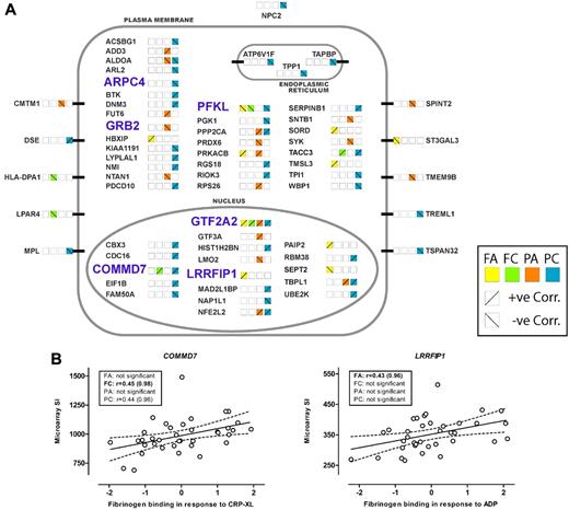 Figure 3. Genes showing association of transcript abundance in platelets with platelet response. (A) Sixty-three transcripts in platelets that show a correlation between microarray signal intensity (SI) and functional responses. Genes are grouped alphabetically and by cellular location of the encoded proteins. Platelet activation was measured as fibrinogen binding (F) and P-selectin expression (P) in response to ADP (A) or the collagen mimetic, CRP-XL (C). Correlation with functional responses for each transcript is indicated by the colored squares, with positive and negative correlations indicated by the diagonal lines. The 6 genes selected for genotyping in the cases of myocardial infarction (MI) and controls are highlighted in light blue and bold upper case. (B) Correlation between platelet transcript level and platelet function, in 37 subjects selected for the whole-genome expression study, for the 2 genes showing association with MI. SI was measured with Illumina probes GI_29789284-S and GI_4758689-S for COMMD7 and LRRFIP1, respectively. Platelet activation is shown as the standardized residuals of logit transformed flow-cytometric measurement of the percentage of platelets positive for specific markers of activation, as previously described.1 Graphs display the correlation with the highest significance, and boxes show Pearson correlation coefficients (r) and probability values (in parentheses) for all 4 functional parameters, with the highest significance shown in bold.