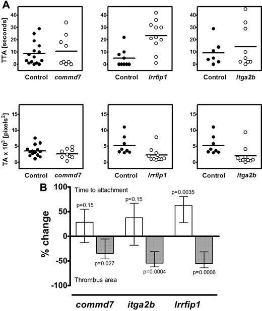 Figure 5. The effect of antisense knockdown of commd7, lrrfip1, and itga2b in D. rerio on thrombus kinetics. (A) Examples of results for the knockdown of commd7, lrrfip1, and itga2b (positive control) from 1 experiment showing the time to attachment of the first cell (TTA) in the top panels and the thrombus area (TA) in the bottom panels in control (•) and morpholino (MO)–injected (○) embryos. (B) Combined data for all experiments showing data as the percentage difference between control and the gene of interest (± confidence intervals) in either TTA (□) or TA (■). Injection of complementary MO resulted in a nonsignificant increase in TTA in the commd7 and itga2b morphants and a significant increase (P = .0035) in the lrrfip1 morphants. Knockdown of all 3 genes resulted in a reduction in TA of 30% (P = .027), 54% (P = .0004), and 55% (P = .0006) respectively. The effect of knockdown on TTA was estimated using Cox regression, and stratifying by experimental day and the effect on TA was estimated using a linear mixed-effects model as described in “Methods.”