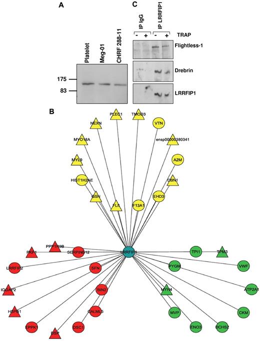 Figure 6. LRRFIP1 interactions in resting and activated human platelets imply a role in the regulation of the platelet cytoskeleton. (A) Western blotting with anti-LRRFIP1 identifies a 160-kDa protein in platelets and the megakaryocytic cell lines, Meg-01 and CHRF-288-11. (B) Tandem mass spectrometry analysis LRRFIP1 coimmunoprecipitation (co-IP) from resting and activated platelets identified novel and known protein-protein interactions (Table 2). Shown is a Cytoscape visualization of the LRRFIP1 protein-protein interaction network in platelets (Cytoscape Version 2.5). Node colors indicate interactions detected in resting only (green), activated only (red), or both resting and activated (yellow) platelets. LRRFIP1, which was detected in both resting and activated co-IPs; LRRFIP1 is shown centrally in blue. Node diameters indicate the number of peptide hits; a semiquantitative measure of protein abundance. (C) Western blotting of LRRFIP1 co-IPs with specific anti-Flightless 1 and anti-Drebrin antibodies confirmed these protein-protein interactions.