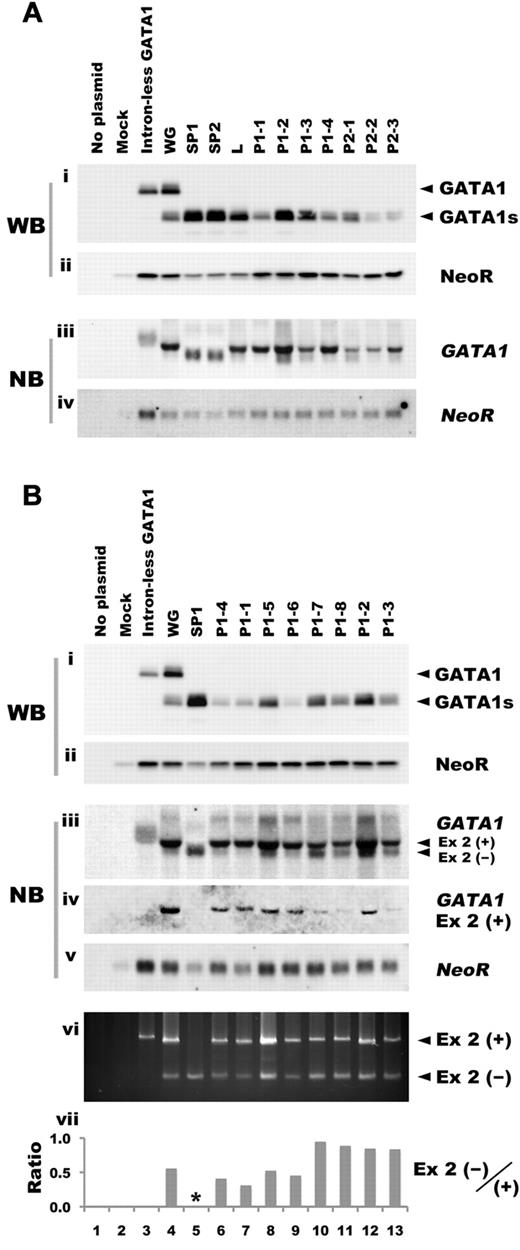 Figure 2. GATA1 mutations affect the expression level of the truncated protein. (A) The expression levels of GATA1s protein and mRNA were assessed in BHK-21 cells transfected with human GATA1 minigene expression vectors carrying mutations observed in TAM patients. Western blot analysis was performed with anti-GATA1 (i) or anti-NeoR antibody (ii). Northern blot analysis was carried out with GATA1 exon 3-6 fragment (iii) or NeoR cDNA (iv) as probe. (B) The expression levels of GATA1s protein and mRNA in BHK-21 cells transfected with human GATA1 minigene expression vectors with PTC type 1 mutation. Levels were assessed by Western blot analysis with anti-GATA1 antibody (i), anti-NeoR antibody (ii). Northern blot analysis was performed with GATA1 exon 3-6 (iii), exon 2 (iv), or NeoR cDNA (v). To detect the transcripts derived from the human GATA1 minigene expression construct, RT-PCR analysis was carried out using primers described in “RT-PCR” (vi). Ex 2(+) and Ex 2(−) indicate PCR products or transcripts with or without exon 2, respectively. Ratio of Ex 2(−)/(+) was calculated from the results of a densitometric analysis of the RT-PCR. The asterisk denotes unavailable data (vii).