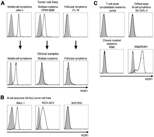 Figure 2. ROR1 is uniformly expressed on MCL. (A) Screening for expression of ROR1 on tumor cell lines and clinical samples of MCL (Jeko-1), multiple myeloma (RPMI-8226), and follicular lymphoma (FL-18). Data of clinical samples are representative for 6 MCL, 6 multiple myeloma, and 5 follicular lymphoma patients, respectively. (B) The B-cell precursor (B-ALL) tumor cell lines BALL-1 and RCH-ACV but not SUP-B15 are positive for ROR1-protein expression by flow cytometry. (C) The tumor cells lines Jurkat (T-cell acute lymphoblastic leu-kemia), SU-DHL-4 (diffuse large B-cell lymphoma), and K562 (chronic myeloid leukemia) are negative for ROR1 surface expression. Expression of ROR1 on K562 cells after stable transfection with the ROR1-gene (K562/ROR1).
