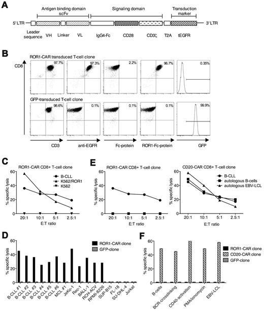 Figure 4. A ROR1-specific CAR expressed in human CD8+ T cells confers specific recognition of ROR1-positive tumor cells. (A) Design of the transgene encoding the ROR1-CAR. The CAR-cassette contains a truncated extracellular EGFR transduction marker, separated by a cleavable T2A element to identify transduced T cells. (B) Phenotype and transgene expression of a ROR1-CAR transduced and a GFP-transduced CD8+ T-cell clone obtained from a healthy donor. To identify CAR-transduced T cells, primary staining was either performed with biotinylated anti-EGFR mAb or biotinylated recombinant Fc-ROR1 fusion protein that contained the extracellular domain of ROR1 and binds directly to the scFv of the CAR, and compared with staining with Fc-protein alone. Secondary staining was performed with streptavidin-conjugated PE. (C) Specific cytotoxicity of ROR1-CAR transduced CD8+ T cells against primary B-CLL and ROR1-transfected K562 cells by chromium release assay. Cytotoxicity data are presented as mean values of triplicate wells. The standard deviation of each triplicate was ≤ 3% in all cases (C-F). (D) ROR1-CAR modified CD8+ T cells but not T cells transduced with a GFP-encoding control vector specifically recognize primary B-CLL and MCL samples from multiple patients and a panel of ROR1-positive tumor cell lines. Cytotoxicity was analyzed by chromium release assay at an E/T ratio of 20:1. (E) Chromium release assay comparing the cytotoxicity of ROR1-CAR and CD20-CAR transduced CD8+ T cells obtained from the same donor against primary B-CLL cells and autologous resting and EBV-transformed B cells. (F) Recognition of autologous B cells that had been activated by BCR-crosslinking, with PMA/ionomycin, and stimulation through CD40 by ROR1-CAR, CD20-CAR, and control GFP-transduced CD8+ T cells by chromium release assay at an E/T ratio of 20:1.