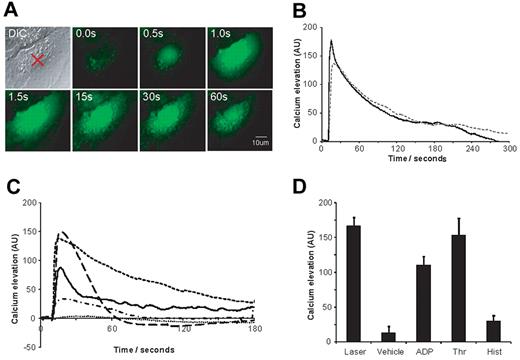 Figure 4. Rapid endothelial cell activation in vitro follows targeted laser pulse. HUVECs were loaded with Fluo-4 AM (3μM) and observed using fluorescence microscopy. (A) Representative images of a cell before and after a direct laser pulse to the point the indicated (X). An increase in Fluo-4 fluorescence (green) reflects a rise in intracellular Ca2+. (B) Quantification of this signal is plotted against time showing 1 representative trace (solid line) and the mean trace of laser-induced activation of 41 cells (dotted line). (C) Similarly prepared HUVECs loaded with Fluo-4 AM were stimulated with ADP (10μM), thrombin (1 U/mL), or histamine (10μM) as a comparison to the laser-induced activation. Agonists or vehicle were added after 10 seconds of image acquisition. The graph shows median curves as a comparison of the kinetics of these modes of activation. ADP, solid line; thrombin, – – –; histamine, -.-.; laser, ---; vehicle ⋯. (D) The peak cell activation was extracted from the kinetic data for each agonist and the laser. The mean ± SEM is plotted for each group; ADP stimulation, n = 82 cells from 7 experiments, histamine n = 45 cells from 3 experiments; thrombin n = 85 cells from 6 experiments; vehicle n = 10 cells from 2 experiments.