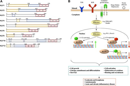 Figure 1. Schematic representation of trans-acting domains and molecular mechanisms of leukocyte-associated KLFs. (A) Comparison of KLF subdomains for: KLF1,89 KLF2,20,90 KLF3,91,92 KLF4,93 KLF5,94,95 KLF6,96 KLF9,97–99 KLF10,44,100 and KLF13.49,50 The “zinc fingers” are represented by red boxes. The trans-activation domains are indicated by orange boxes, whereas the trans-repression domains are indicated by blue boxes. (B) Role of KLFs in regulating signaling pathways and transcriptional targets that affect leukocytes in health and disease. On activation by stimuli, such as the TCR, BCR, cytokines/growth factors, drugs (statins, rapamycin), or environmental pollutants (dioxin), the upstream cytoplasmic (eg, AKT/PI3K) or nuclear (eg, PU.1 or FOXO1) effector proteins transduce signals that can activate or inhibit nuclear KLFs. KLFs, in turn, induce or repress target genes (alone or in association with coactivators or corepressors) that affect leukocyte cell growth and differentiation, survival, activation, or homing and recruitment, ultimately affecting various disease states.