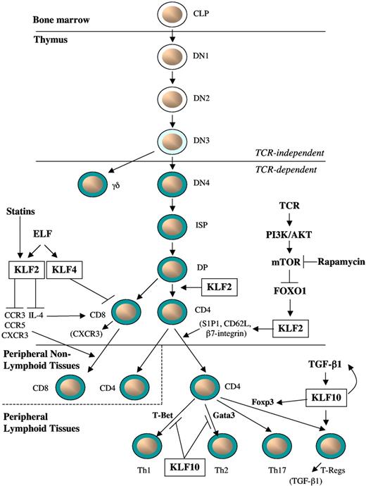 Figure 2. Role of KLFs in T-cell development, activation, and trafficking. In response to activation of TCR signaling, KLF2 expression is reduced, whereas the immunomodulatory drugs “statins” and rapamycin increase KLF2 expression. KLF2 is required for: (1) maintaining the quiescent state of single-positive CD4+ or CD8+ T cells; (2) induction of T-cell trafficking markers S1P1, CD62L, β7-integrin on thymic CD4+ T cells to allow for egress into peripheral lymphoid tissues; and (3) expression of chemokine receptors, such as CCR3, CCR5, and CXCR3, by autonomously or nonautonomously regulating levels of IL-4 in CD8+ T cells. The Ets transcription factor ELF activates KLF4 expression to negatively regulate naive CD8+ T-cell proliferation and induces KLF2 to promote T-cell homing. In response to TGF-β1, KLF10 expression is induced and promotes Treg cell differentiation by targeting both TGF-β1 and Foxp3 as part of a positive feedback loop; in contrast, KLF10 inhibits Th1 and Th2-mediated pathways. KLF10 also promotes Treg cell suppressor function independent of Foxp3 by increasing the expression of TGF-β1 in Tregs.