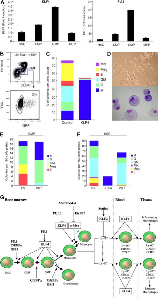 Figure 3. Role of KLFs in myeloid development, renewal, and activation. (A) KLF4 and PU.1 are expressed in a stage-specific pattern during myelopoiesis (adapted with permission; see Feinberg et al62). (B-F) Overexpression of KLF4 in CMPs or HSCs promotes exclusive monocyte differentiation, whereas PU.1 promotes both monocytic and granulocytic differentiation (adapted with permission; see Feinberg et al62). (G) Schematic overview of KLFs in monocyte biology. KLF4 is a downstream target gene of PU.1 that promotes monocyte differentiation from hematopoietic stem cell progenitors. High expression levels of KLF4 and c-Myc enable differentiated monocytes/macrophages capable of self-renewal, an effect regulated by MafB and c-Maf and potentially mediated by their respective downstream targets, PU.1 and Ets1/2. Statins induce KLF2, which can repress genes involved in macrophage activation. KLF4 promotes the development of inflammatory monocytes (Ly-6C+, CD62L+, CCR2+) in blood and tissues and, to a lesser extent, resident macrophages in tissues (Ly6C−, CD62L−, CCR2−).