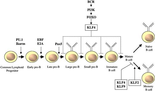 Figure 4. Role of KLFs in B-cell differentiation and activation. In response to activation of the BCR, FOXO transcription factors target KLF4 which, on overexpression, inhibits B-cell proliferation and promotes G1 cell-growth arrest. Conversely, B cell–specific, KLF4-deficient mice have displayed modest differentiation defects of pre-B cells in bone marrow and mature B cells in spleen; however, no differences were observed in these types of B cells using a similar conditional knockout model.84 KLF4 or KLF9 overexpression reduces the number of proliferating memory B cells, and their behavior resembles that of naive B cells. In contrast, KLF2 increases the survival of anti-IgM and anti–CD40-stimulated memory B cells.