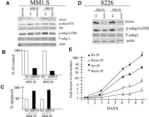 Figure 4. Effect of rictor knockdown in MM1.S and 8226 MM cell lines. (A) and (D) MM1.S and 8226 cells were infected with lentivirus expressing shRNA targeting rictor (rictor) or control shRNA containing a nontargeting sequence (scr). Cells were infected at MOIs of 20:1 or 50:1. Infected MM1.S cells were assayed by immunoblot 3 days after infection for expression of rictor, actin, phospho-AKT, total AKT, phosphorylated NDRG1 (on serine 330), or total NDRG1. Infected 8226 cells were selected in puromycin and stably expressing lines were similarly assayed by immunoblot for rictor, actin, phospho-NDRG1 and total NDRG1. (B-C) MM1.S cells infected with lentivirus expressing rictor-targeted shRNA (shRNA) or control shRNA (scr) at 20:1 or 50:1 MOIs were assayed 5 days after infection for number of viable cell recovery (B) or for percent apoptosis (C) where apoptosis was assayed by flow cytometric analysis of activated caspase 3. The experiment in (B) and (C) was repeated once with identical results. (E) Stable 8226 cell lines expressing rictor shRNA after 20 or 50:1 MOI infections and in vitro selection (rictor 20, rictor 50) or control (scr 20, scr 50) sequence and in vitro selection, were seeded at 105 cells/mL and assayed for cell growth in vitro over 9 days. Data are presented as fold increase in viable cell numbers on a log scale, mean ± SD (n = 4).