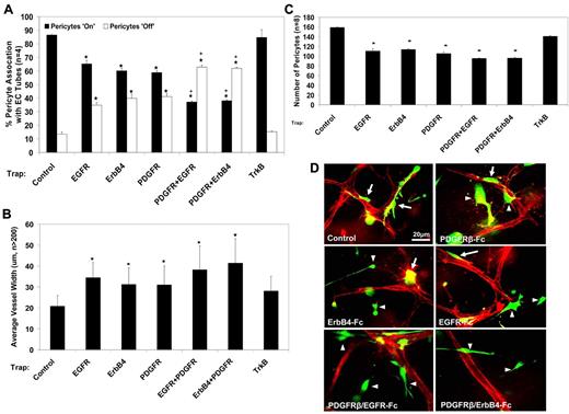 Figure 2. Addition of soluble PDGFRβ, EGFR, and ErbB4 receptor traps leads to decreased pericyte recruitment and proliferation. GFP-pericytes were allowed to coassemble with ECs for a period of 72 hours, at which time cultures were fixed for further analysis. (A) Addition of soluble PDGFRβ, EGFR, and ErbB4 receptor traps (50 μg/mL) as individual molecules leads to approximately 60% of pericytes being associated with EC tubes and 40% being nonassociated. However, under conditions in which these soluble proteins are added in combination, only 30%-40% of pericytes are associated with EC tubes, and 60%-70% are nonassociated. Data are reported as percent pericyte association. (B) After treatment with soluble protein inhibitors, there is a dramatic increase in EC tube width in all conditions with marked disruption of pericyte recruitment. (C) Addition of these soluble protein inhibitors also leads to decreased pericyte proliferation, as quantified by assessing the total number of GFP-pericytes per high-powered field. (D) Representative images of EC-pericyte coassembly are shown in which pericytes are GFP-labeled and ECs are CD31-immunostained red. Associated pericytes are denoted by arrows; nonassociated pericytes are denoted by arrowheads. Bar equals 20 μm. n ≥ 5; P ≤ .01. *Significance from control conditions. +Significance from individual factor addition.