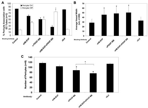 Figure 3. PDGF-BB– and HB-EGF–specific neutralizing antibodies lead to decreased pericyte recruitment to EC tubes and decreased pericyte proliferation. ECs and GFP-pericytes were allowed to coassemble for a period of 72 hours in the presence or absence of neutralizing antibodies to PDGF-BB and HB-EGF. A control neutralizing antibody directed to IL-6 was also used. Each of the antibodies was added at 50 μg/mL. After 72 hours, cultures were fixed for analysis of pericyte recruitment, EC tube width, and pericyte proliferation. (A) Under conditions of either HB-EGF or PDGF-BB neutralization individually, there is a 20%-30% decrease in the number of pericytes associated with EC tubes. When neutralizing antibodies are added to HB-EGF and PDGF-BB in combination, nearly 80% of pericytes are nonassociated with EC tubes. Data are reported as percent pericyte association. (B) EC tube width was measured in conjunction with pericyte association, demonstrating a dramatic width increase of EC tubes in conditions of disrupted pericyte recruitment. (C) Blockade of PDGF-BB and HB-EGF leads to decreased pericyte proliferation, as measured by assessing the total number of GFP-pericytes per high-powered field. n ≥ 5; P ≤ .01. *Significance from control conditions. +Significant from individual factor addition.