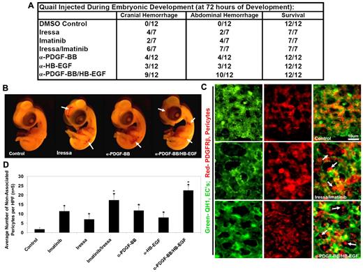Figure 6. PDGFRβ and EGFR inhibition through the use of chemical inhibitors or neutralizing antibodies in vivo leads to a blockade of pericyte recruitment to EC tubes and concomitant cranial and abdominal hemorrhage phenotypes in developing quail embryos. Two chemical inhibitors and 2 neutralizing antibodies were identified based on their ability to interfere with PDGFR signaling (imatinib and α-PDGF-BB) and EGFR signaling (gefitinib and α-HB-EGF) and administered individually or in combination to quail at 72 hours of embryonic development at a doses of 100nM for the chemical inhibitors and 20 μg/mL for the neutralizing antibodies. The quail were then allowed to develop for 144 hours, at which time the eggs were cracked and the embryos assessed for vascular phenotypes. (A-B) Embryos treated with individual reagents developed mild cranial hemorrhages, while those embryos treated with both gefitinib/imatinib or α-PDGF-BB/HB-EGF, to block PDGFR and EGFR signaling simultaneously, led to more severe hemorrhage phenotypes (Table A). (C-D) CAM tissue from control, gefitinib/imatinib double treatment, and α-PDGF-BB/HB-EGF double treatment embryos was isolated and double stained for the quail EC-specific marker QH1 (green) and PDGFRβ (red). (C) Representative images are shown demonstrating pericyte association with microvascular beds. Arrows denote representative nonassociated pericytes. (D) The number of nonassociated pericytes per high-powered field was quantified, showing an increase in the number of nonassociated pericytes with blood vessels in vivo after treatments to inhibit PDGFR and EGFR signaling. n ≥ 5; P ≤ .01.