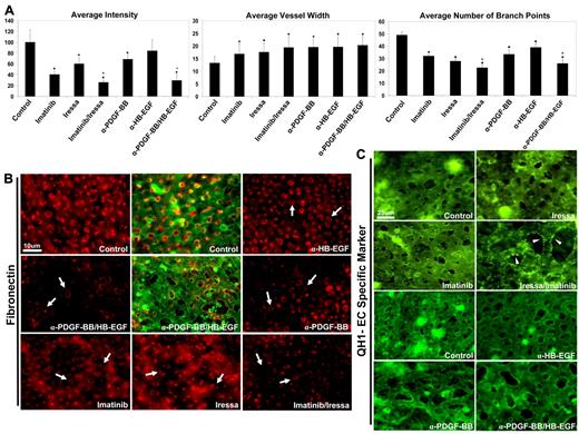Figure 7. Blockade of EC-pericyte interactions in vivo leads to decreased basement membrane deposition and increased EC vessel width. (A) Quail CAM tissue from the controls, gefitinib/imatinib-treated quail embryos and α-PDGF-BB/HB-EGF–treated embryos, was isolated and immunostained for the basement membrane component fibronectin. Quantification of immunostaining intensity of extracellular basement membrane protein deposition displays a decrease in deposition under conditions of inhibited pericyte recruitment, most severely in conditions of combined PDGFR and EGFR inhibition. (B) Representative images of the fibronectin stains are shown, with arrows highlighting areas of decreased levels of extracellular basement membrane protein deposition. Overlays of QH1 staining (EC marker, green) versus fibronectin (red) are included for control versus α-PDGF-BB/HB-EGF treatments. (C) Measurements of EC tube width were done (from QH1 stains of EC tubes), demonstrating increased EC vessel width under conditions of inhibited pericyte recruitment to EC tubes. Furthermore, there was a decrease in the number of EC branch points in CAMs treated with these chemical inhibitors or blocking antibodies, further implicating direct vascular phenotypes. (D) Representative images of CAM tissue stained with the quail EC specific marker, QH1, are shown demonstrating the increased vessel width and decreased branch point phenotypes. Arrowheads indicate the “membrane-ruffled appearance” that was particularly observed in the gefitinib/imatinib condition and correlated with strongly reduced fibronectin deposition and increased vessel widths. n ≥ 5; P ≤ .01. *Significance from control conditions. +Significance from individual factor addition.
