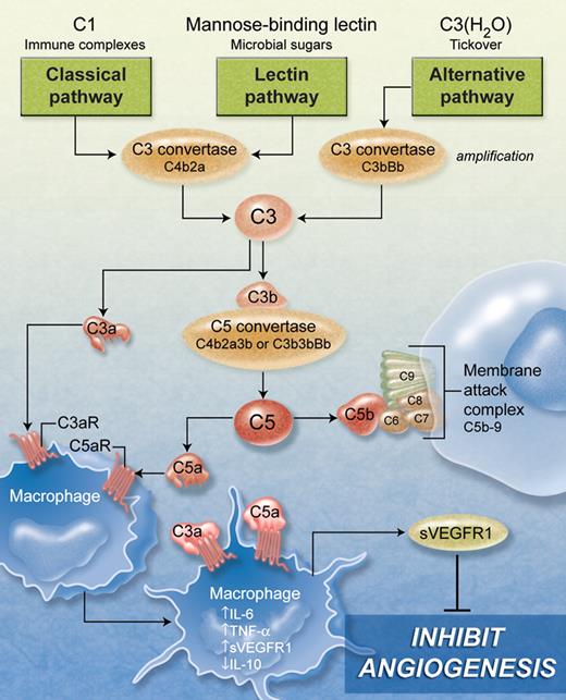 Complement activation and its potential effect on macrophage-mediated inhibition of angiogenesis. The proteolytic activation of C3 can be mediated by the classical, lectin, and alternative pathways, initiated by C1 complex, mannose-binding lectin, and H2O-bound C3, respectively. C3 produces C3a and C3b, which can participate in both the alternative pathway C3 convertase (amplification) and C5 convertase. C5 produces C5a and C5b, which can recruit C6, C7, C8, and C9 to form the terminal membrane attack complex causing pore formation and cell destruction. C3a and C5a anaphylotoxins bind to receptors (C3aR and C5aR) on monocytes/macrophages and many other cells causing an antiangiogenic response reflected by increased IL-6, TNF-α, sVEGFR1, and decreased IL-10 mRNA. Increased sVEGFR1 secretion from monocytes/macrophages inhibits hypoxia-driven retinal neovascularization and Matrigel angiogenesis. (Professional illustration by A. Y. Chen.)
