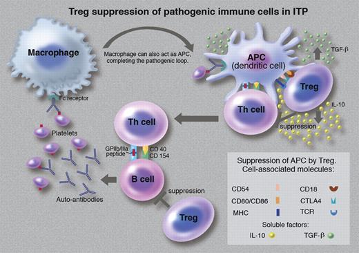 Treg suppression of pathogenic immune cells in ITP. (Professional illustration by Marie Dauenheimer.)