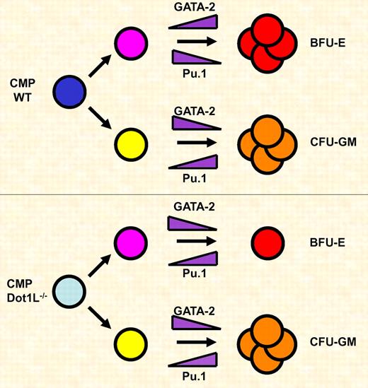Dot1L is required for the expansion of erythroid but not myeloid progenitor cells. Common myeloid progenitor (CMP) cells differentiate along the erythroid (Bfu-E) or myeloid (CFU-GM) lineage. During erythroid differentiation GATA-2 is up-regulated and Pu.1 is down-regulated. During myeloid differentiation GATA-2 is down-regulated and Pu.1 levels increase. Dot1L deficiency causes a block in the proliferation and survival of erythroid progenitor cells, which is in part due to decreased expression of GATA-2 and increased expression of Pu.1.