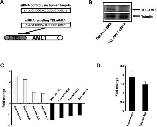 Figure 1. siRNA-mediated silencing of TEL-AML1 affects miRNA expression. (A) Schematic representation of the siRNA sequence used to target TEL-AML1 and the localization within the TEL-AML1 translocation breakpoint mRNA (position at bp 15-33, accession no. S78496). A siRNA with no human targets was used as control (see Diakos et al.8). (B) Depletion of TEL-AML1 using siRNA. Western analysis was performed from REH cell lysates treated with the control siRNA (left lane) or functional siRNA targeting TEL-AML1 (right lane). TEL-AML1 protein was detected using an anti-TEL antibody from ATLAS and an anti-tubulin antibody for loading control. (C) TEL-AML1 affects miRNA expression. The expression profile of REH cell was analyzed after TEL-AML1 depletion by 2 color miRNA arrays. The fold changes of the 4 most up-regulated as well as those of the 4 most down-regulated miRNAs are shown (mean of 2 experiments). (D) miRNA RT-PCR (Applied Biosystems) was performed to verify the changes in miRNA-494 and miRNA-320a expression upon TEL-AML1 silencing. The data shown depicts the average fold change from 3 independent experiments, using U6 snRNA as a calibration control.
