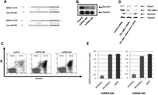 Figure 3. miRNA-494 and miRNA-320a affect survivin expression and apoptosis. (A) Bioinformatic target prediction analysis identifies survivin as a target of miR-494 and miRNA-320a; the survivin 3′ UTR complementary to the miRNA sequence is shown (using Targetscan). (B) Both miRNA-494 and miRNA-320a can regulate survivin expression. miRNA mimics for miRNA-494 and miRNA-320a were transfected into the REH cells and survivin expression was analyzed by Western blot analysis using a rabbit anti-survivin antibody (Cell Signaling Technology). The miRNA with no human targets were used as control. For loading controls, an equal number of cells from each experimental sample were lysed, and the same volume of the same lysate was applied to a separate gel to probe for tubulin. (C) miRNA-494 and miRNA-320a induce apoptosis. miRNA mimics for miRNA-494 and miRNA-320a were transfected into the REH cells and apoptosis was assessed by FACS analysis of annexin V–FITC/PI staining of control-treated (miRNA with no human targets, see “Methods”), and mimics for miRNA-494 and miRNA-320a. Data are shown from 1 of 3 representative experiments and indicate early apoptosis (annexin V single-positive cells). Percentages of annexin V–positive cells are indicated in the figure (SEs are under 2%). Percentages refer to the cells within the top left and bottom left quadrants, and top right and bottom right, respectively. (D) TEL-AML1 regulation of survivin is Dicer1 dependent. siRNA silencing of Dicer1 restores survivin expression in TEL-AML1 depleted cells indicating the miRNA dependence of this effect. For loading controls, an equal number of cells from each experimental sample were lysed, and the same volume of the same lysate was applied to a separate gel to probe for tubulin. (E) Luciferase vectors containing portions of the survivin (BIRC5) 3-UTR was used to demonstrate that survivin is a direct target of miRNA-494 and miRNA-320a. Both miRNAs were able to block luciferase expression significantly when they were cotransfected into REH cell together with the BIRC5 3-UTR luciferase-expressing vector (WT BIRC5). A mutated sequence and the empty vector were used as controls (MUT BIRC5 and pMir Reporter, respectively), and both had equivalent levels of luciferase activity. The Y-axis displays relative luminescence units, which are normalized per unit of beta-galactosidase activity. SEs from 3 separate experiments are shown. The wild-type target sequence had at minimum average 6-fold lower luminescence compared with the mutant targets, and miRNA targeted to the mutant sequence did not significantly impact luciferase activity compared with the empty vector control. Sequences used to create the plasmids are shown in supplemental Table 1. The mismatch mutant vectors contain 2 mismatch bases from the miRNA seed sequence.
